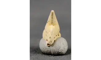 Belosepia blainvillei