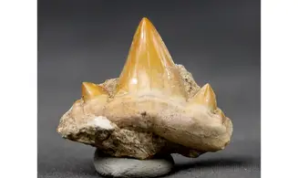 Cretolamna biauriculata