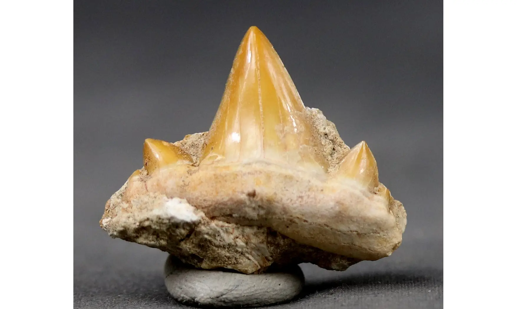 Cretolamna biauriculata