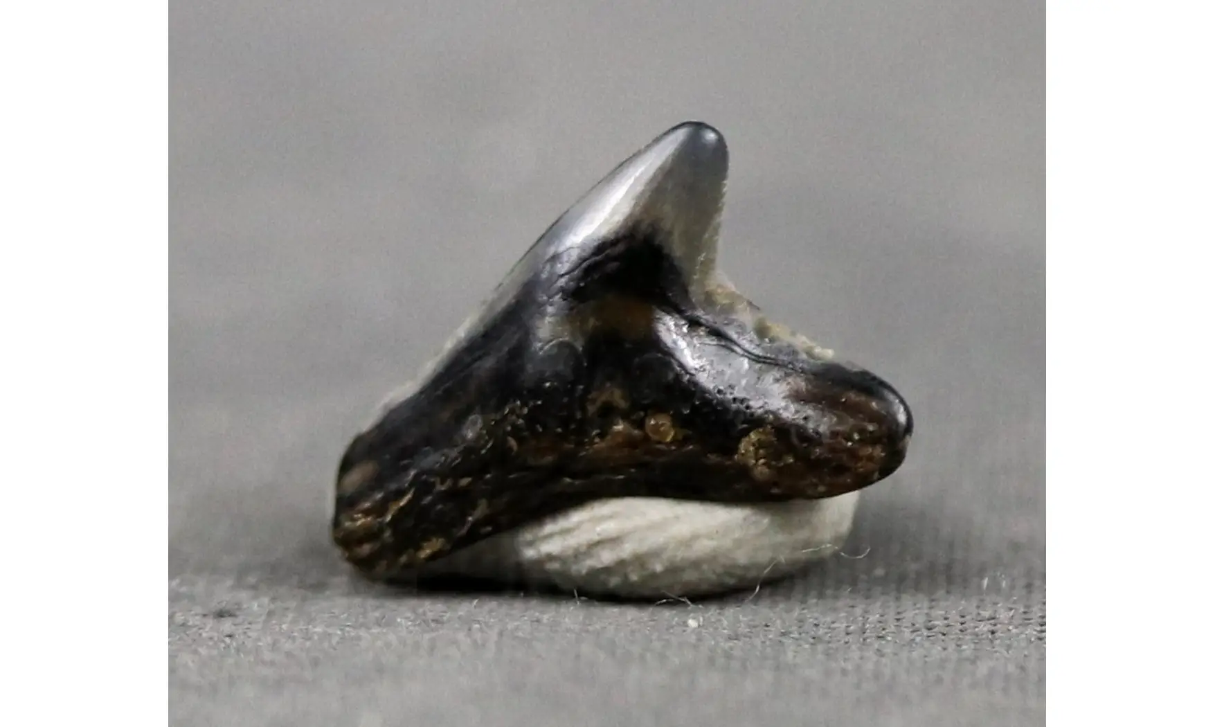 Galeocerdo latidens