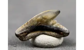 Galeocerdo latidens