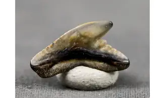Galeocerdo latidens