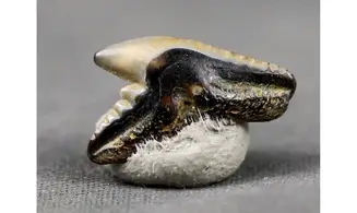 Galeocerdo latidens