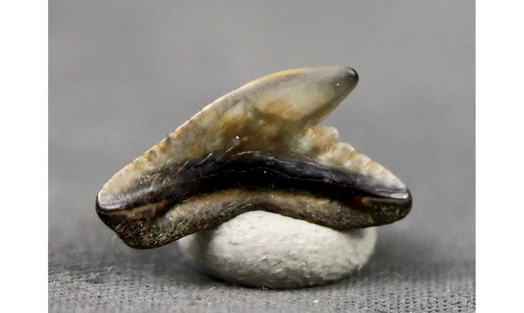 Galeocerdo latidens