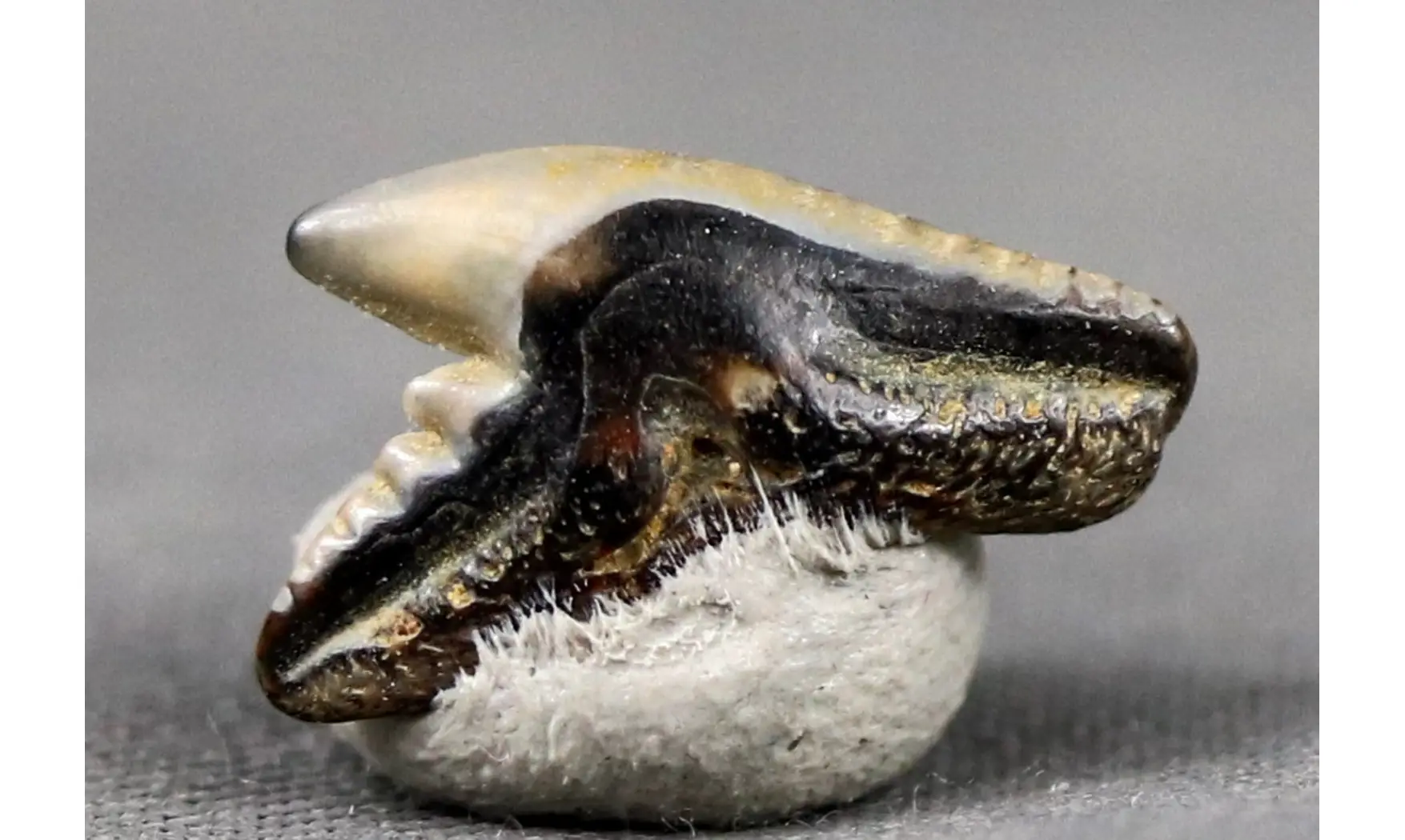 Galeocerdo latidens