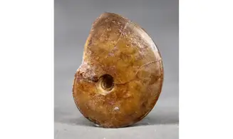 Oxycerites aspidoides