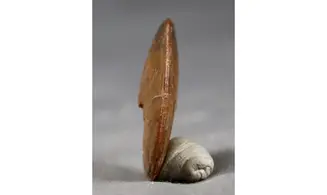 Oxycerites aspidoides