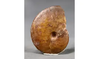 Oxycerites aspidoides