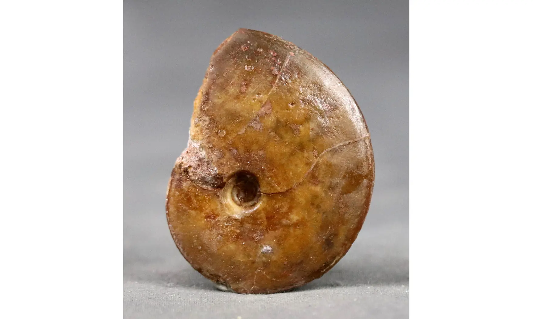Oxycerites aspidoides