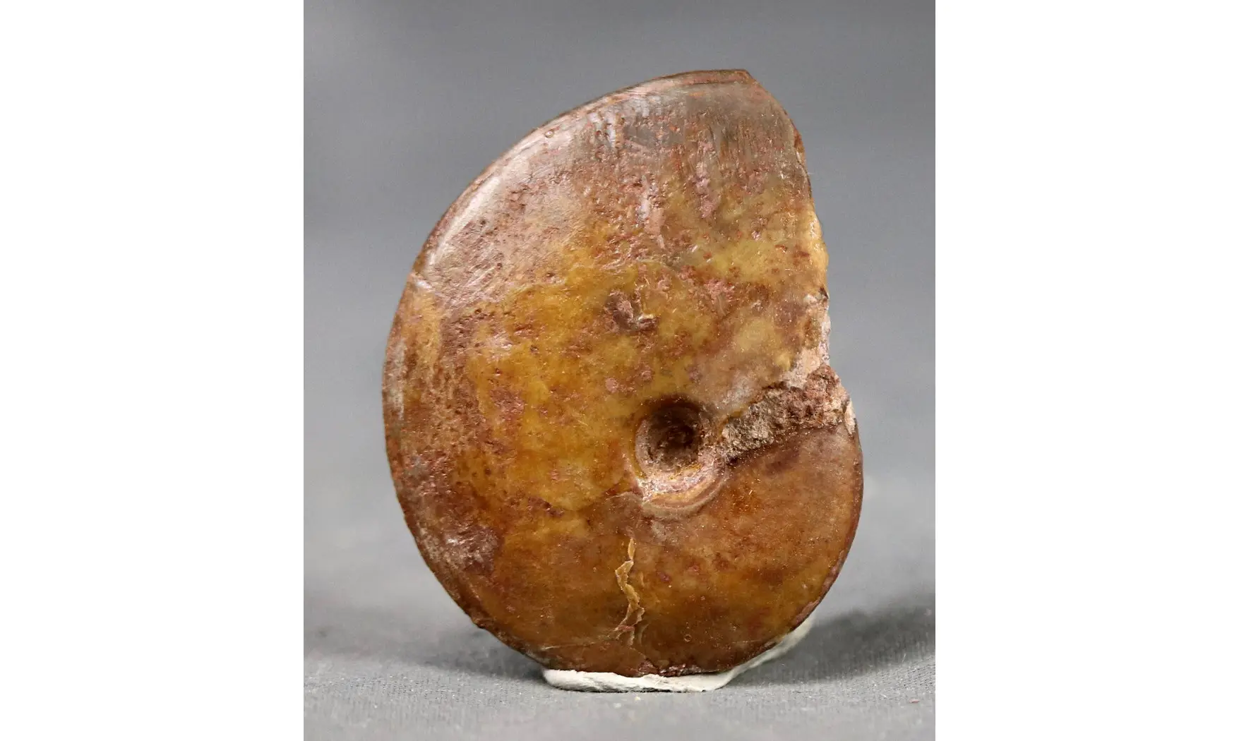 Oxycerites aspidoides