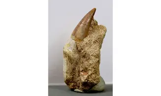 Prognatodon anceps