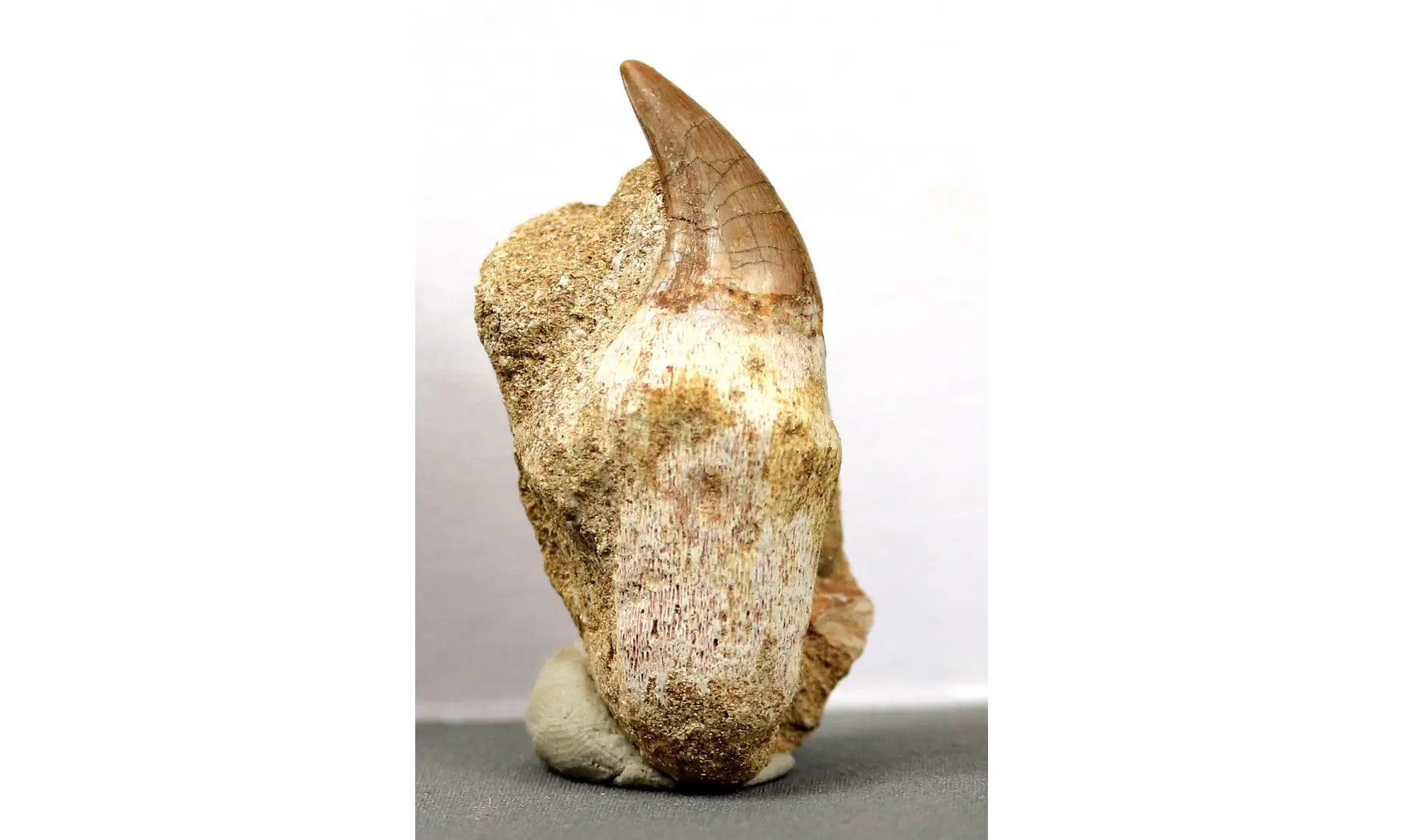 Prognatodon anceps