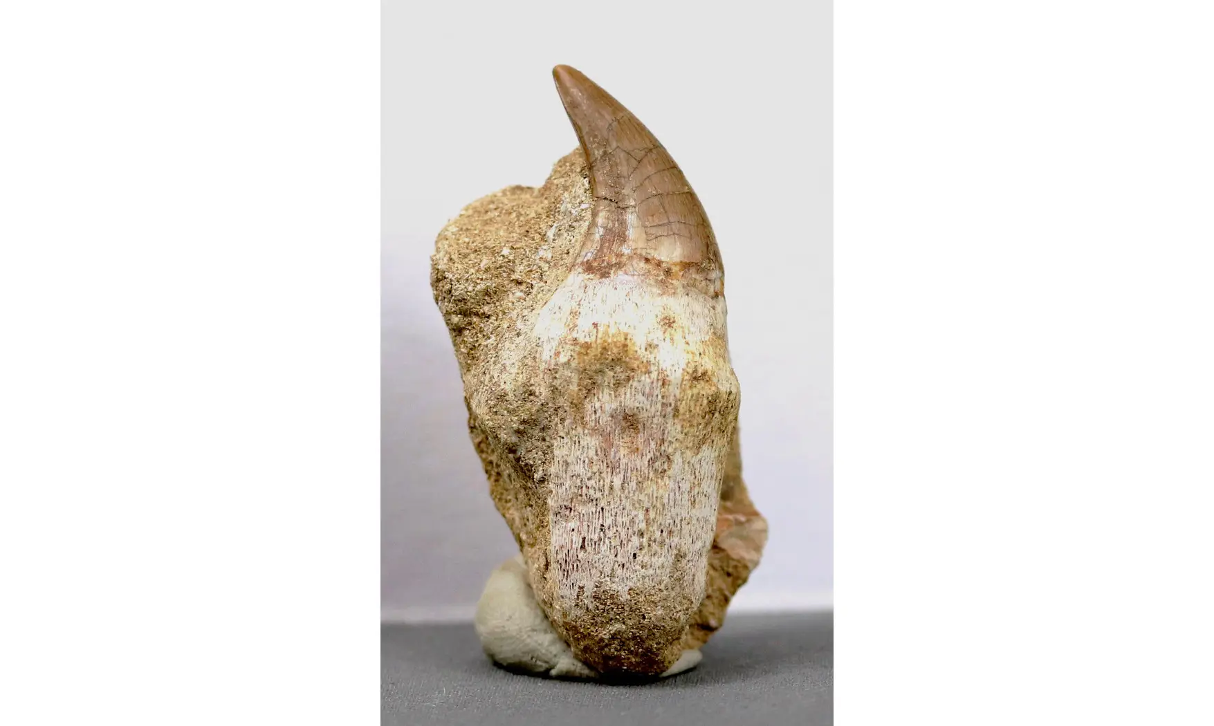 Prognatodon anceps