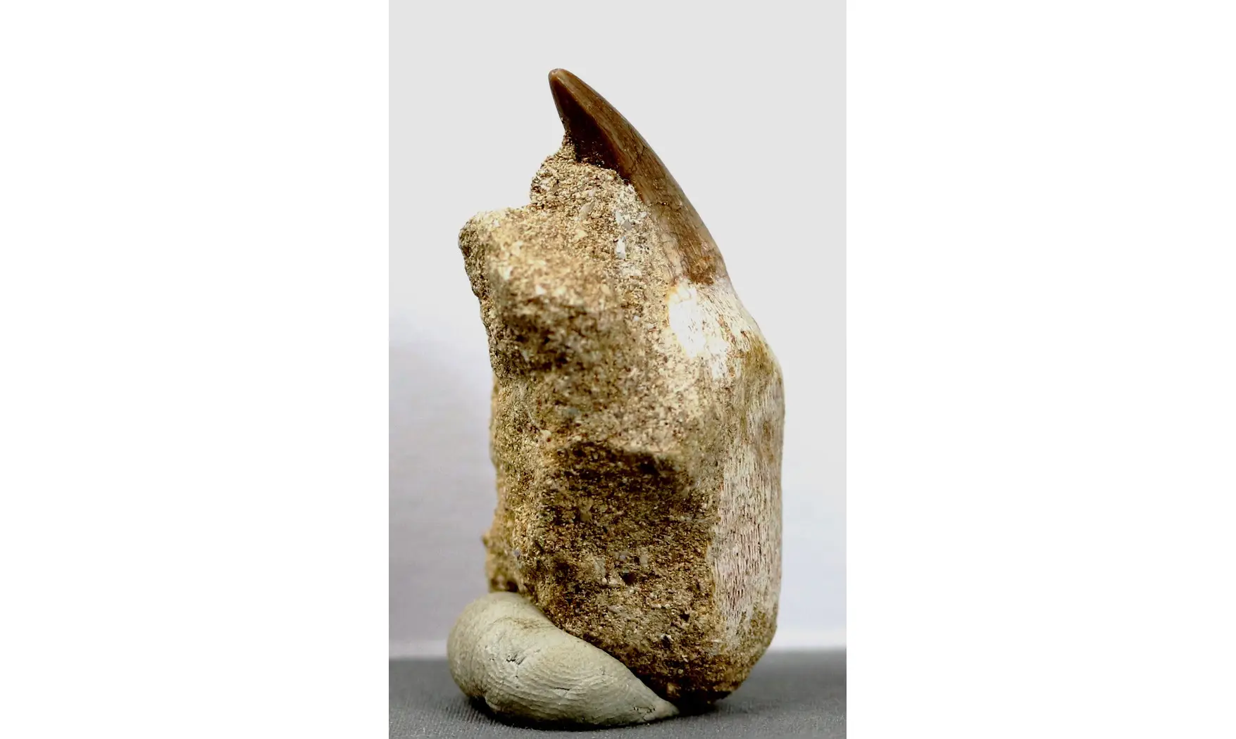 Prognatodon anceps