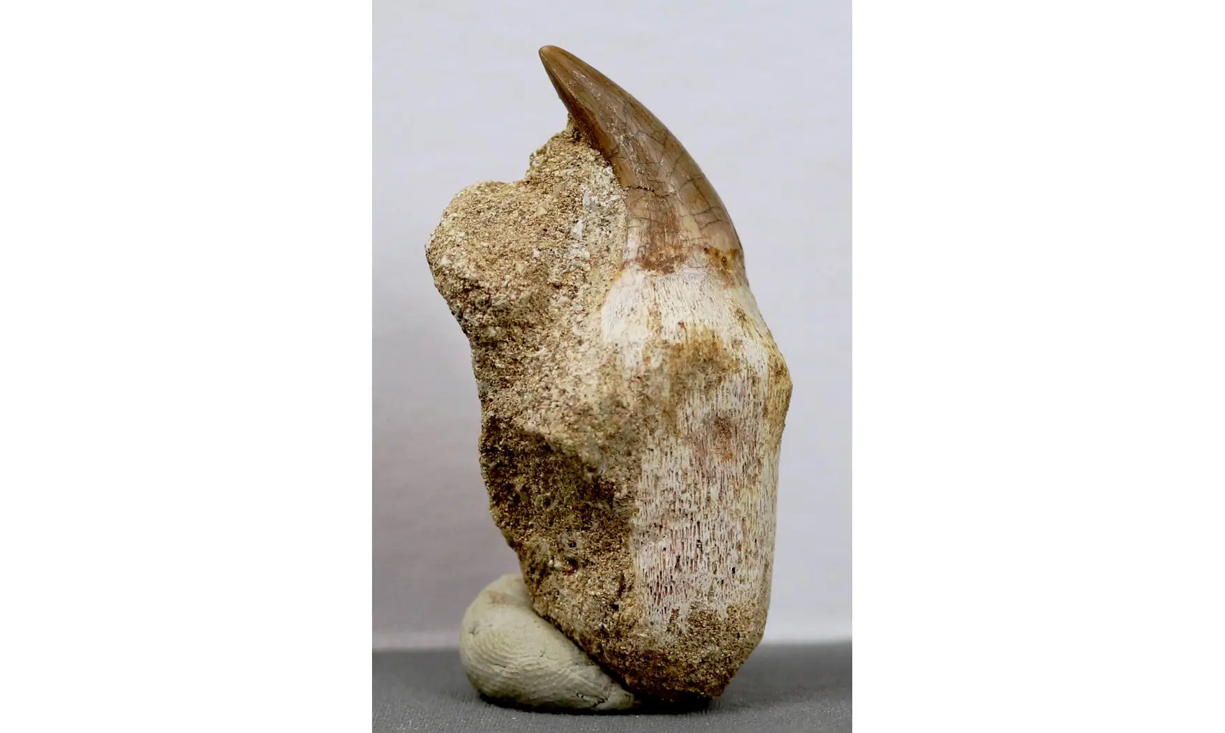 Prognatodon anceps