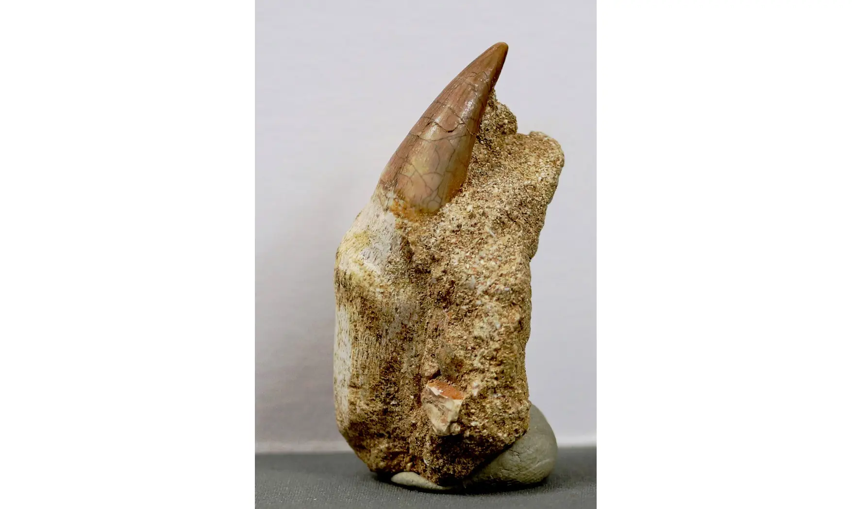 Prognatodon anceps