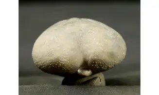Micraster schroederi