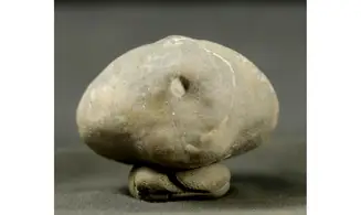 Micraster schroederi