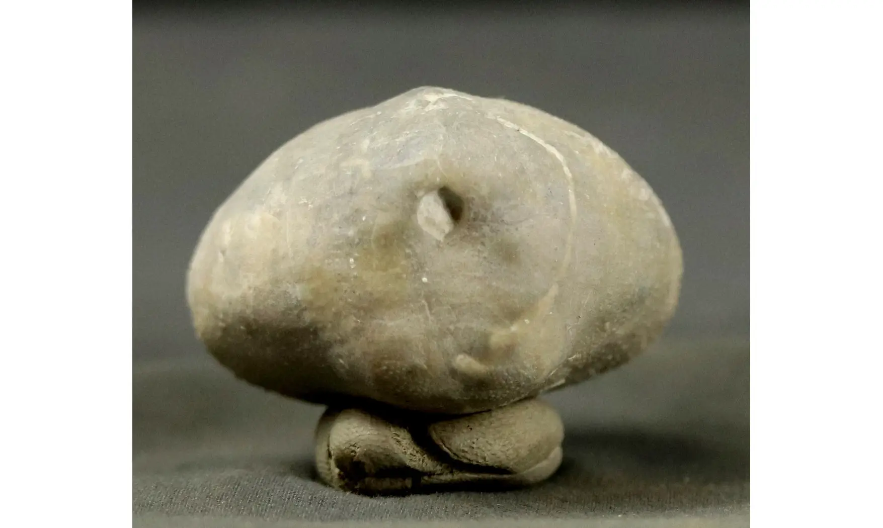 Micraster schroederi