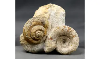Pleurotomaria debuchii