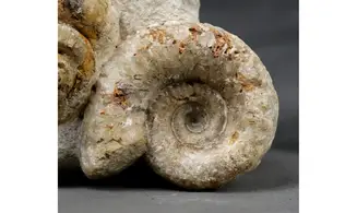 Pleurotomaria debuchii