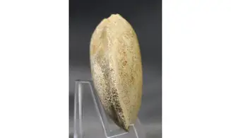 Pseudomytiloides dubius