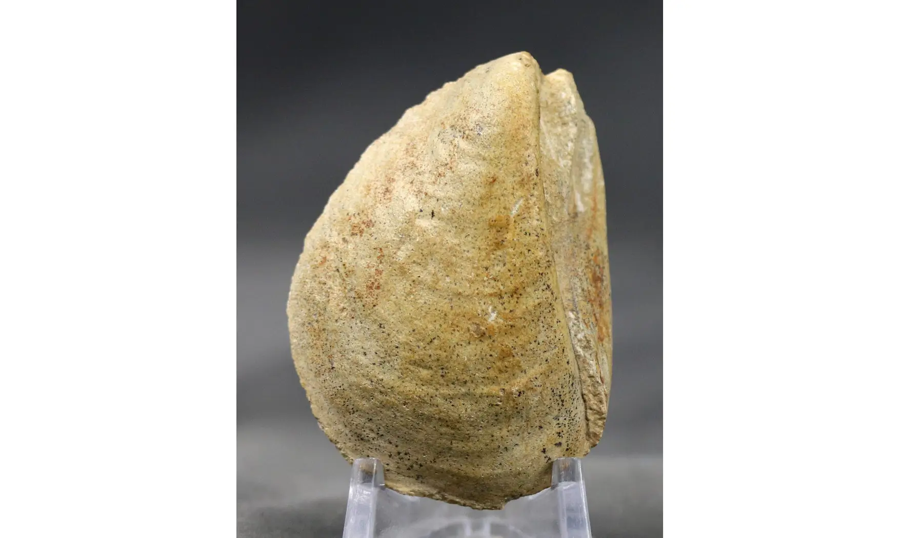 Pseudomytiloides dubius