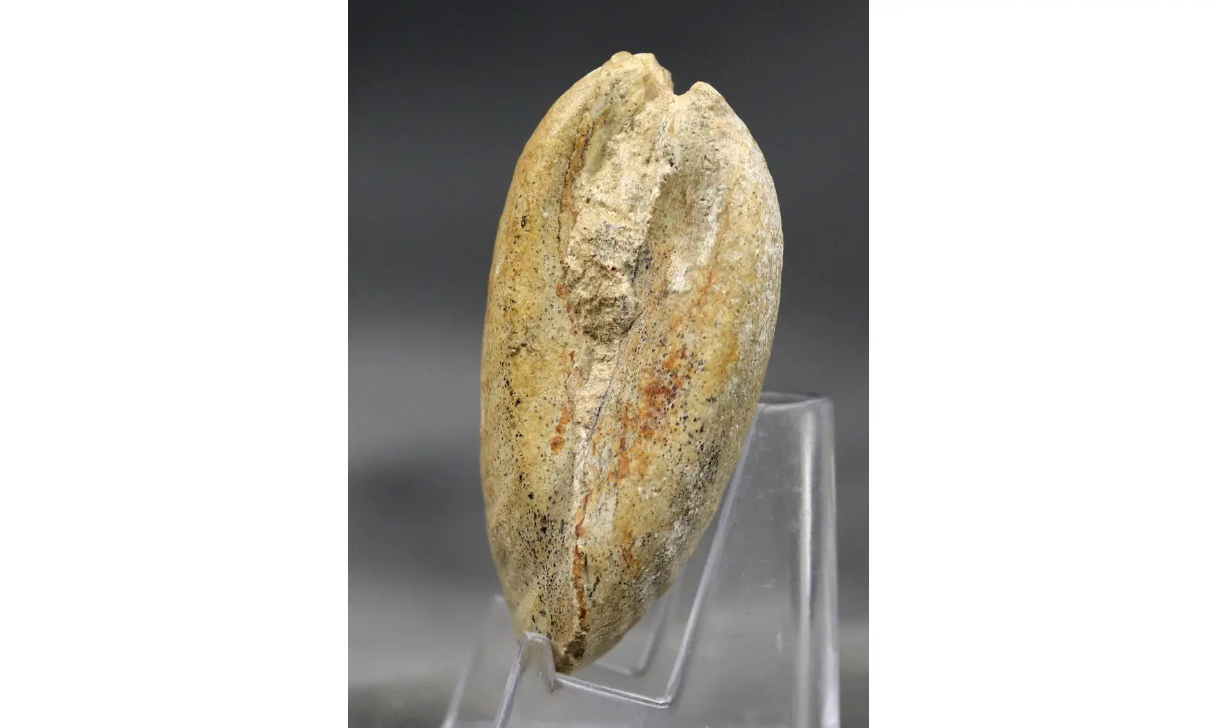 Pseudomytiloides dubius