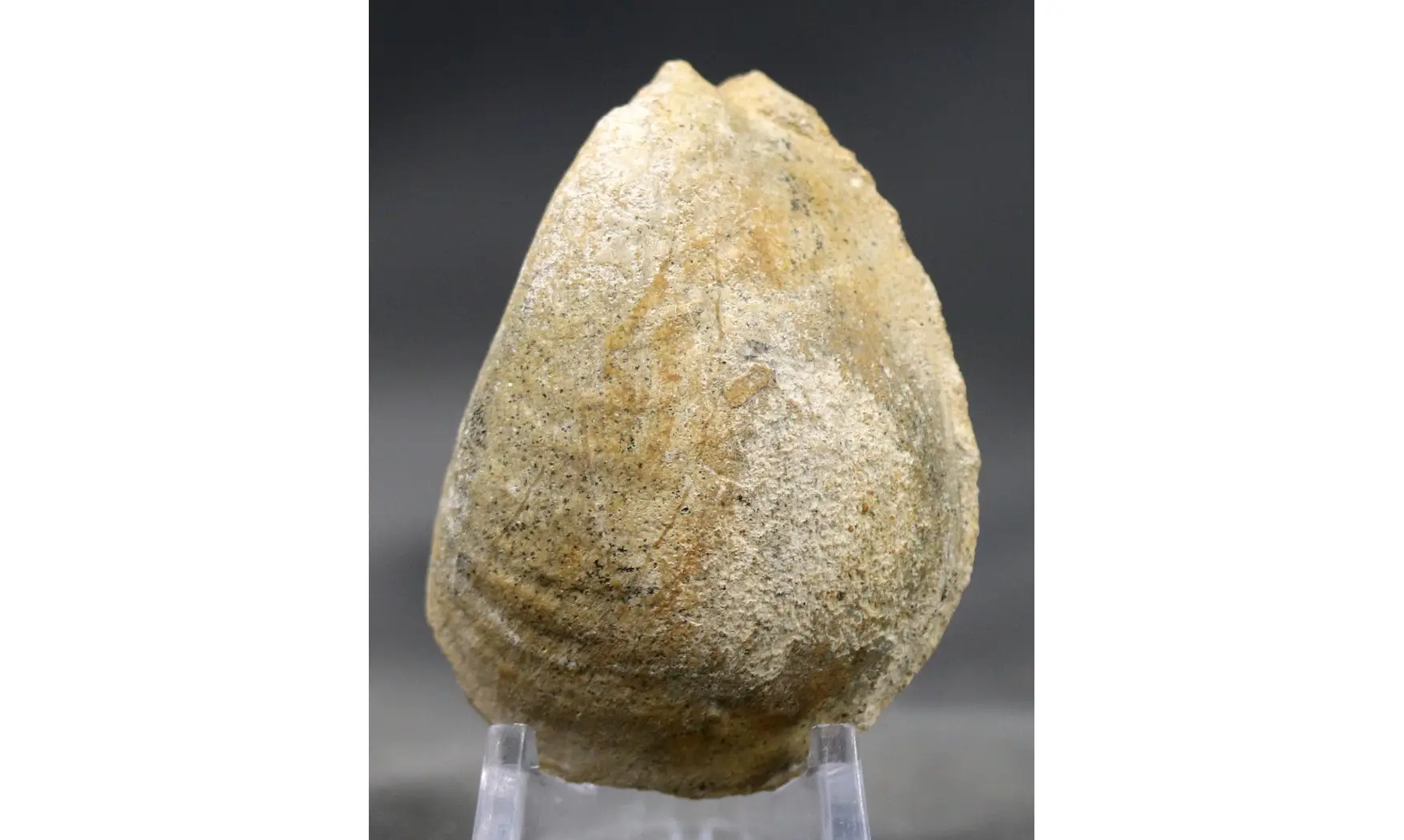 Pseudomytiloides dubius