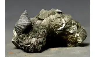 Ooliticia meriani