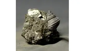 Ooliticia meriani