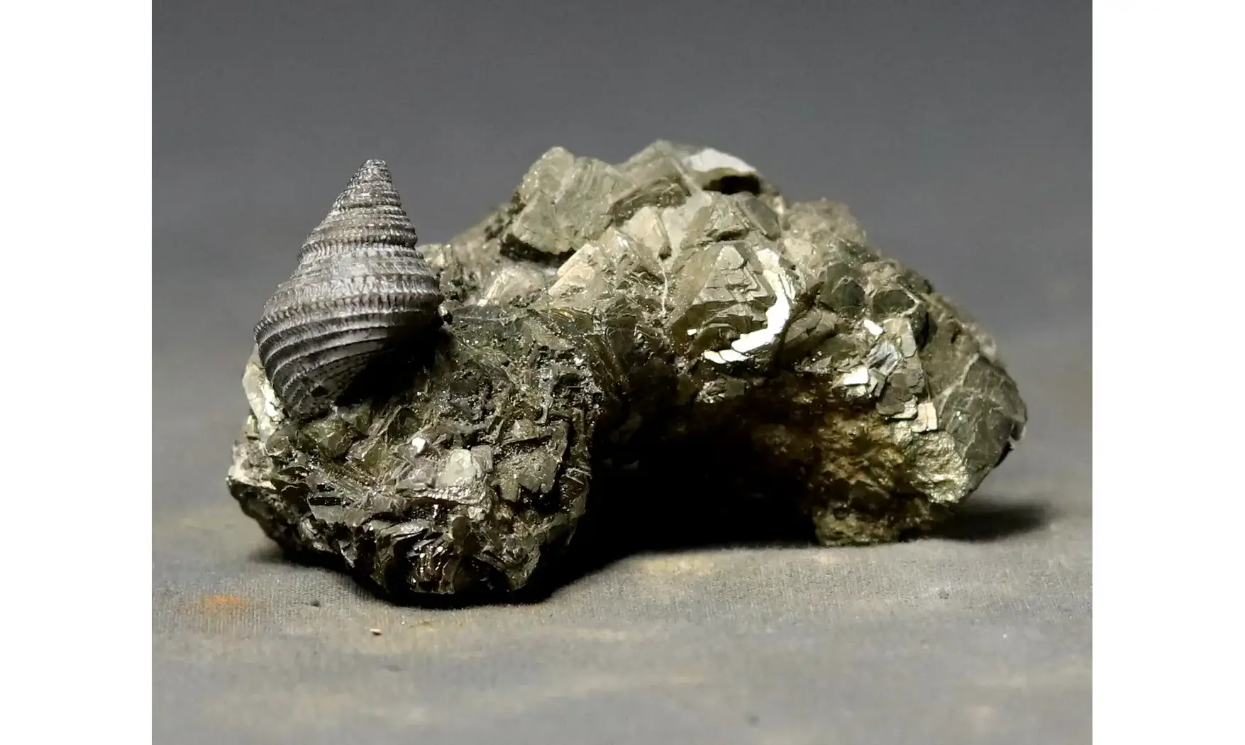 Ooliticia meriani