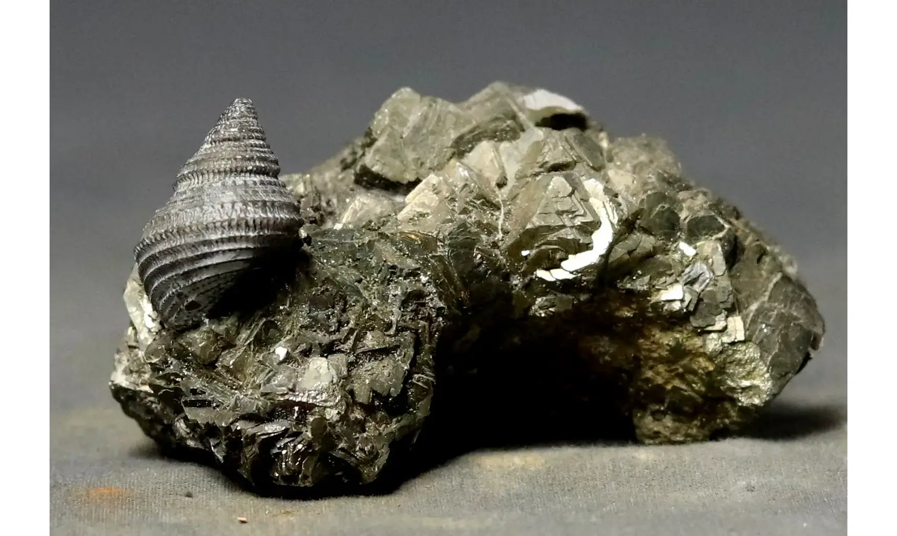 Ooliticia meriani