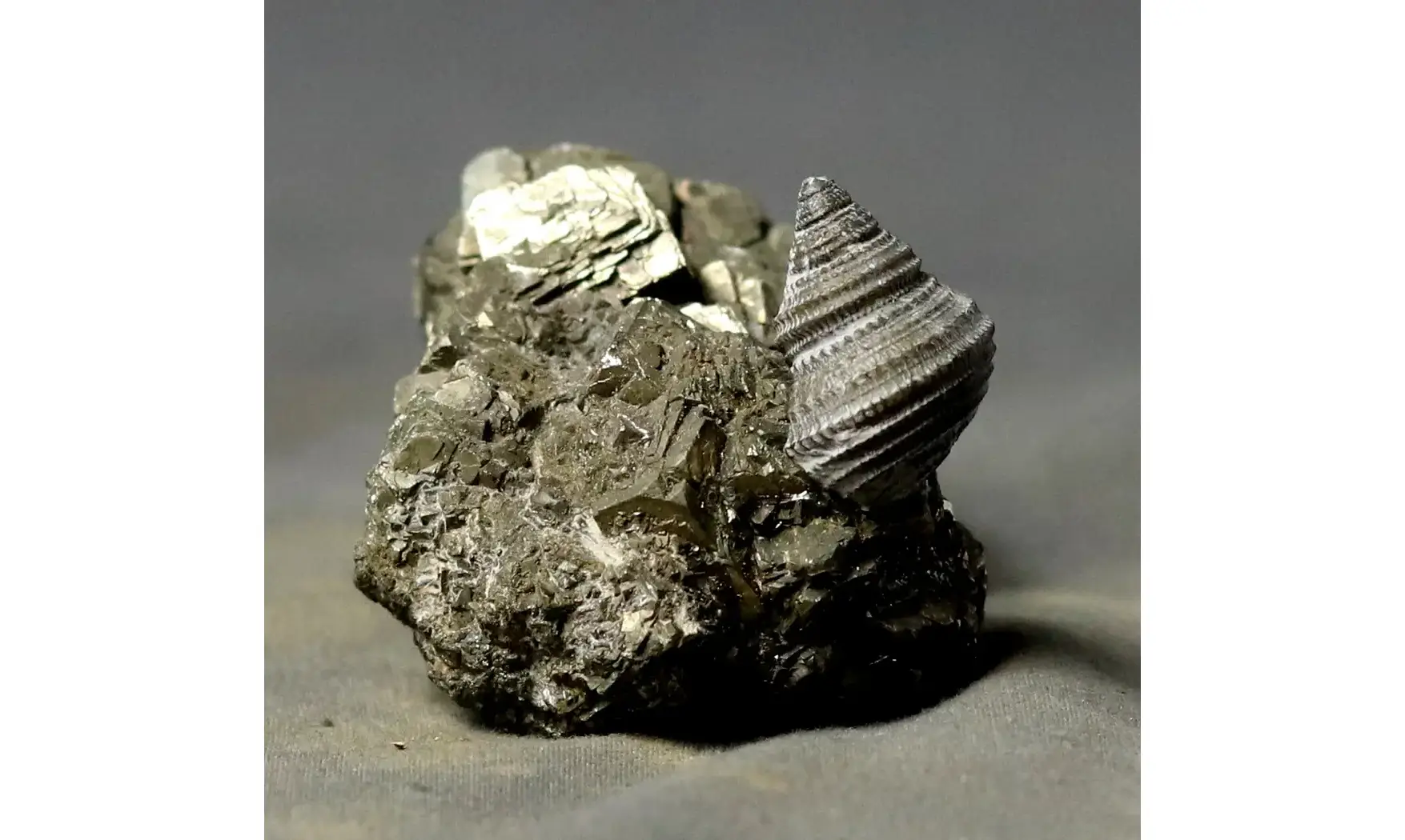 Ooliticia meriani