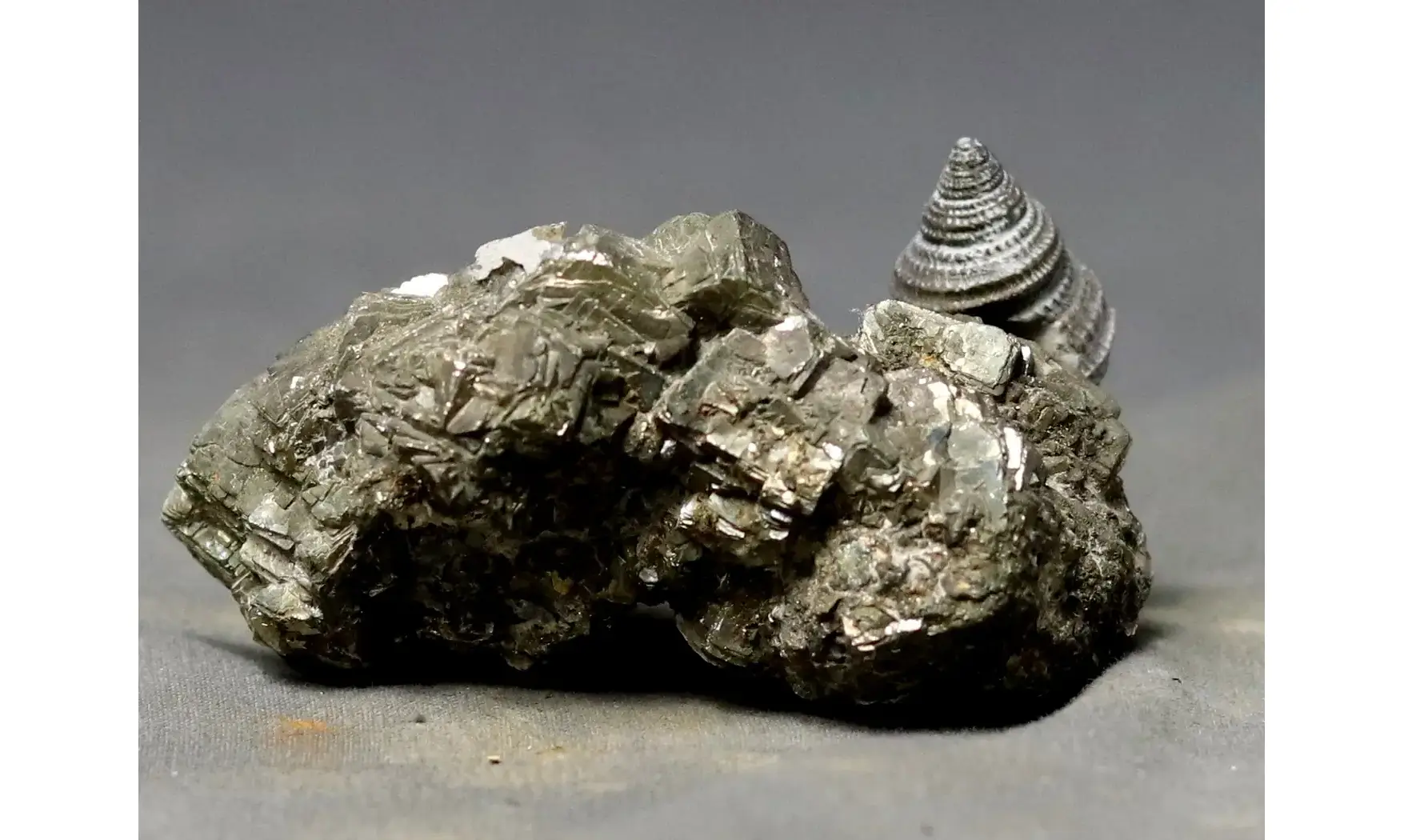 Ooliticia meriani