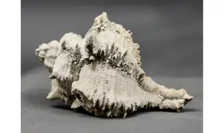 Murex timorensis