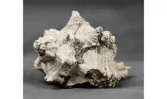 Murex timorensis