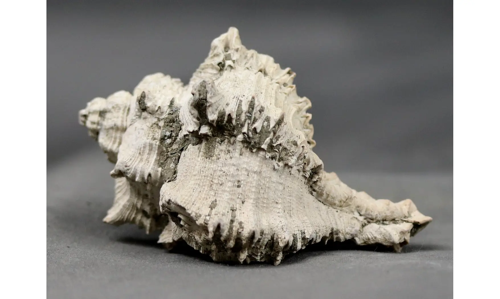 Murex timorensis