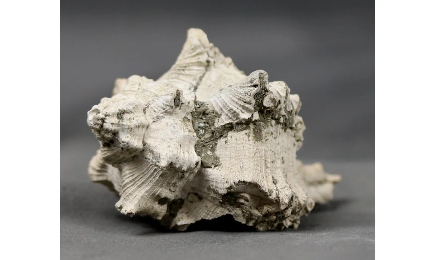 Murex timorensis