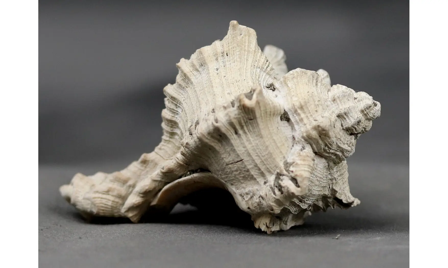Murex timorensis