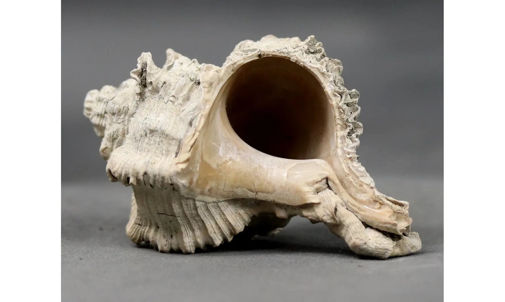 Murex timorensis