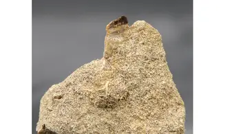 Stephanodus