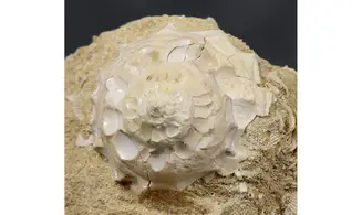 Xenophora confusa