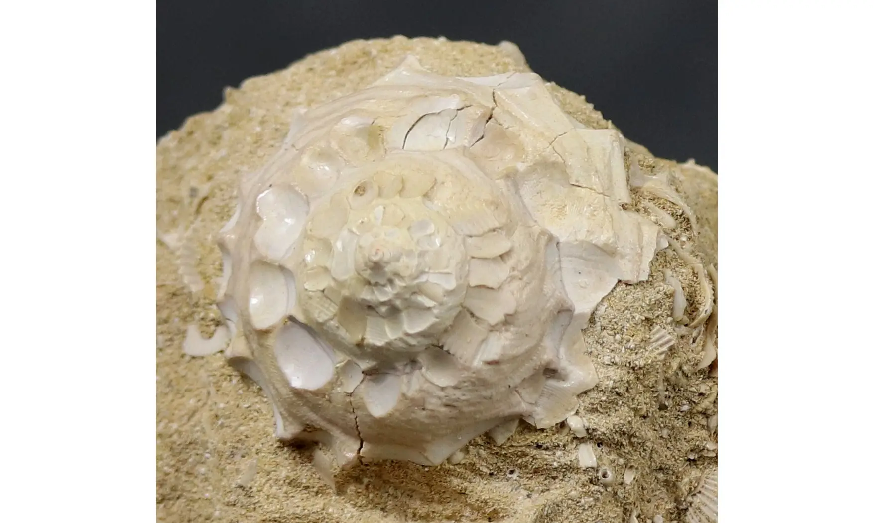 Xenophora confusa