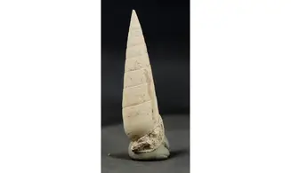 Rhinoclavis striatus