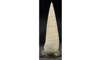Rhinoclavis striatus