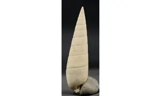 Rhinoclavis striatus