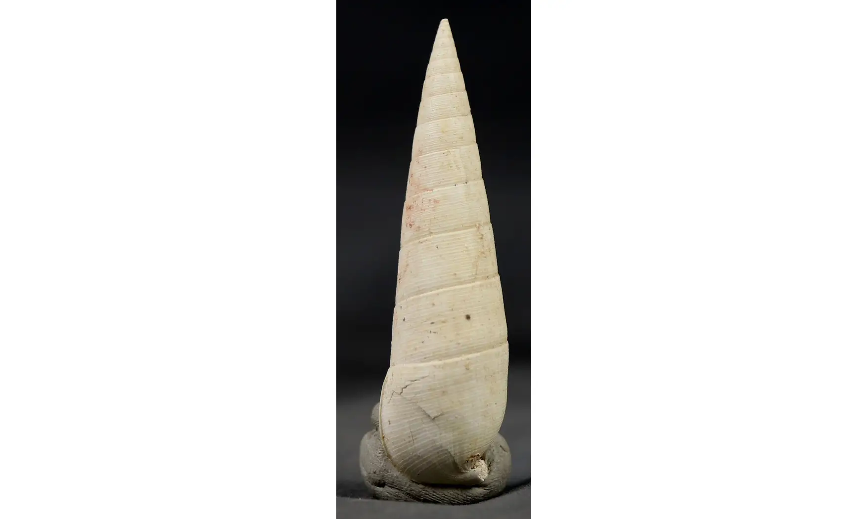 Rhinoclavis striatus