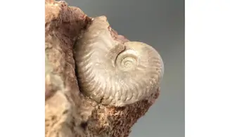 Cadomites rectelobatus