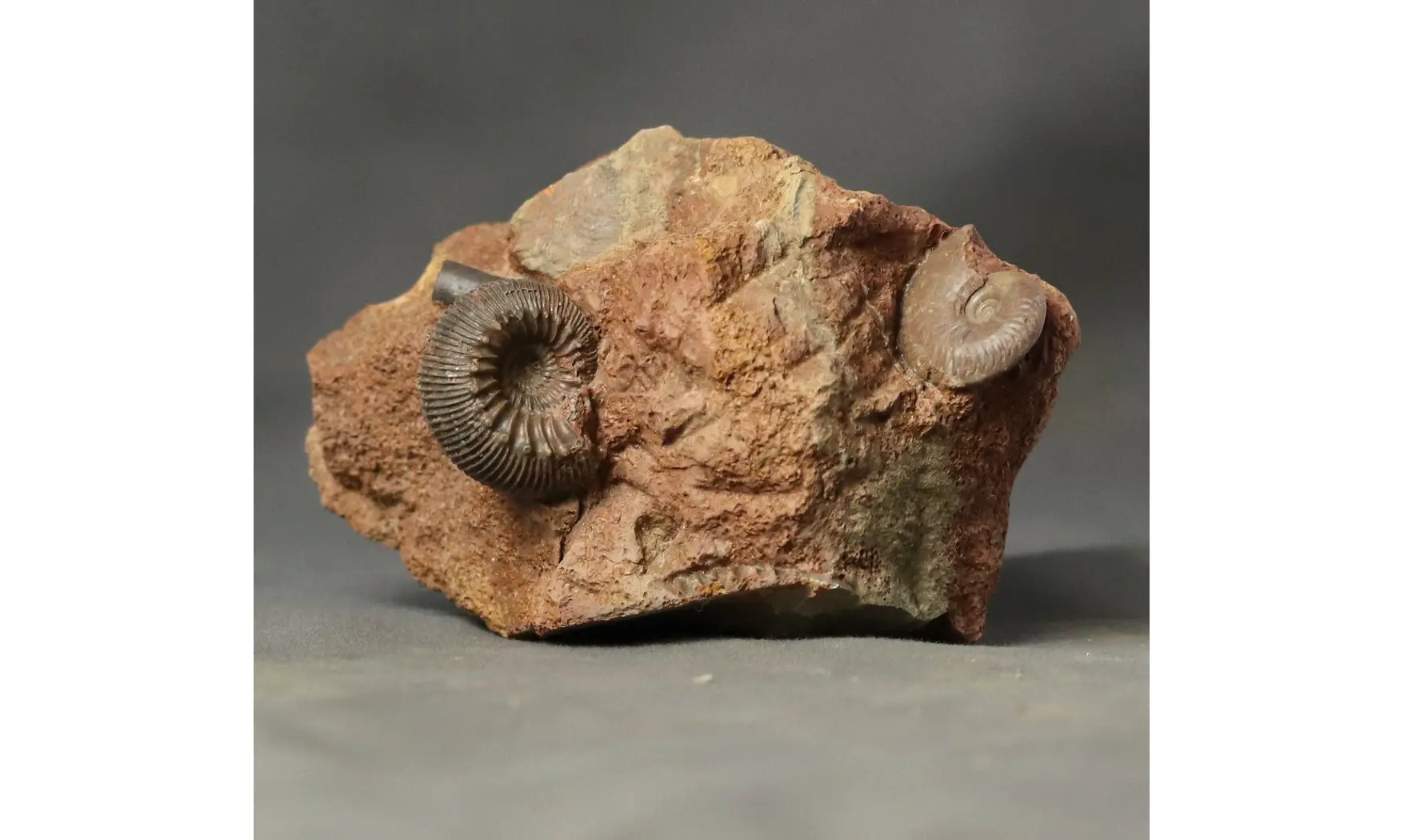 Cadomites rectelobatus